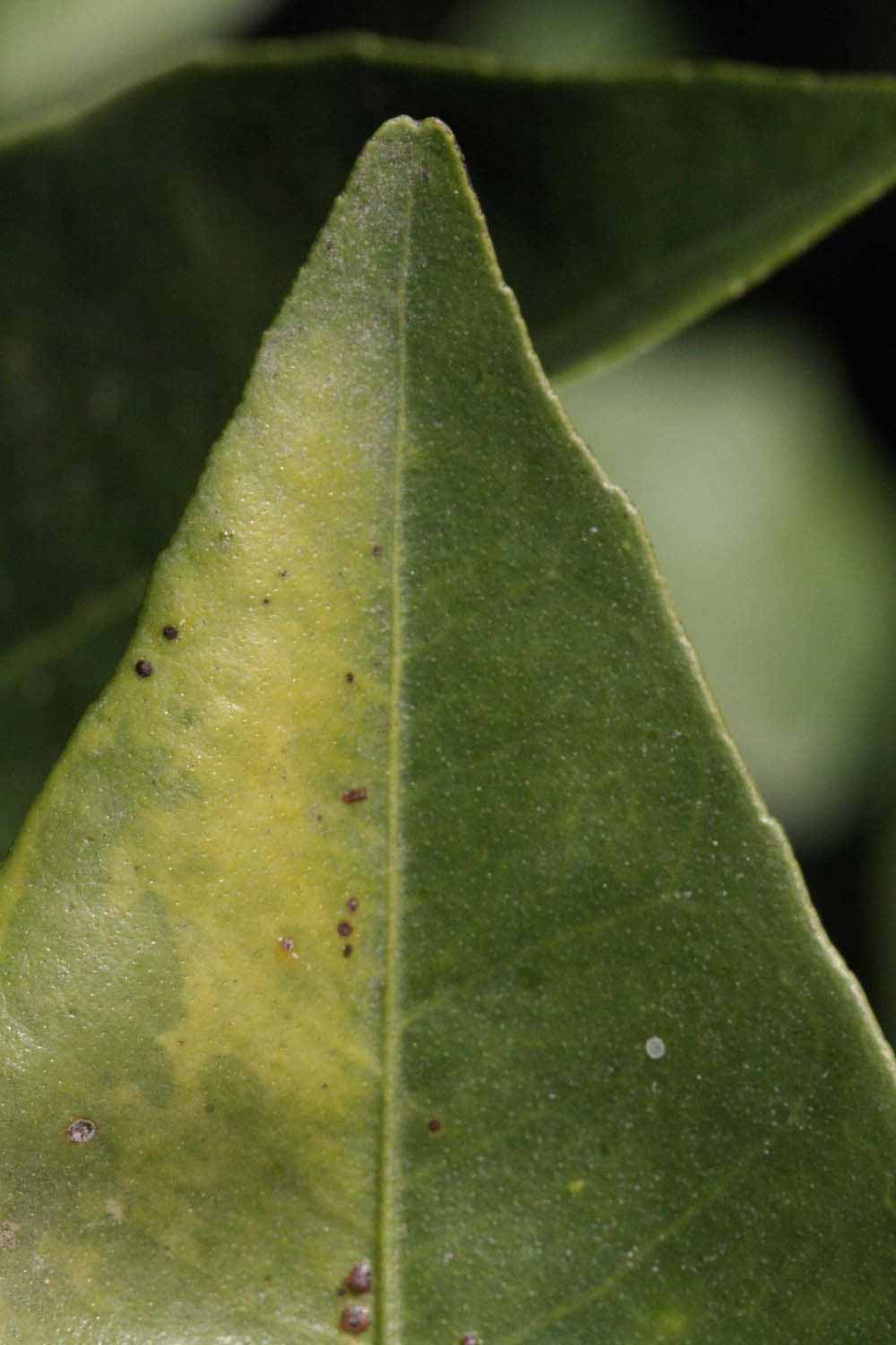              Margin (Riverside, CA)       